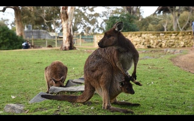 オーストラリアが住みやすい6つの理由