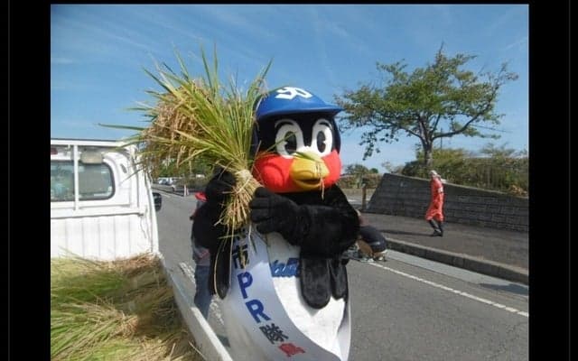 ヤクルト・つば九郎「ほうさくだぜぇ！」…つば九郎米の稲刈り報告