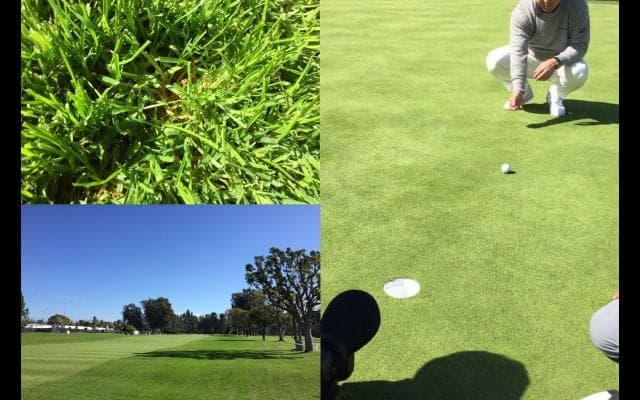 リビエラ芝コレクション～キクユ芝とポアナ芝って何？～