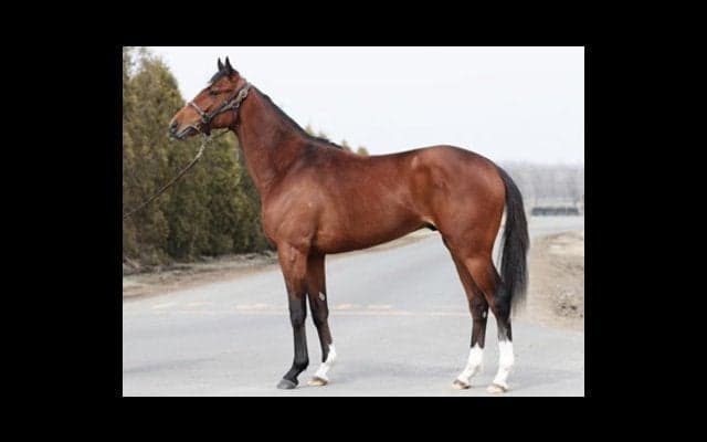 すごいスピードなのに息はすぐ整う。注目の２歳馬、サトノエターナル