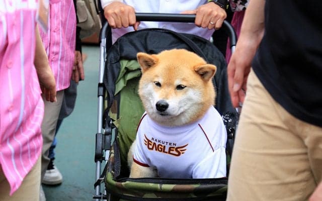 人気の“柴犬まる”登場！　大盛況で幕を閉じた楽天「イーグルスガールデー」