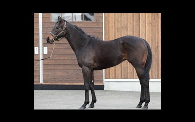 ダービー馬レイデオロの全弟レイエンダ。兄弟連覇の夢へ向けて好感触