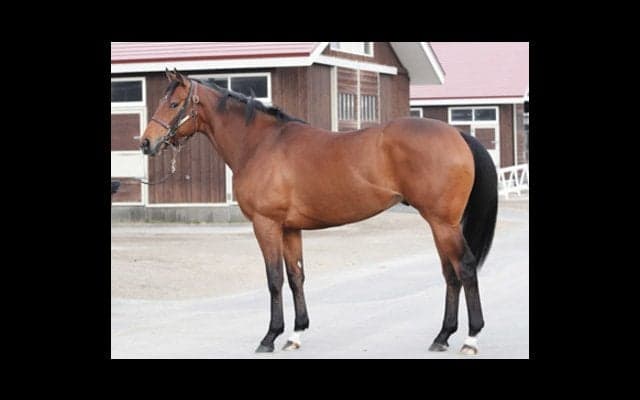 兄以上の逸材か。ヘンリーバローズは「すごい馬になるオーラがある」