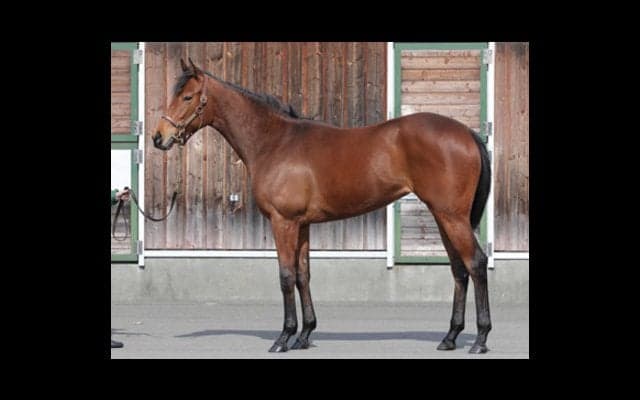 快速馬の妹、スターリーステージにスタッフは「文句のつけようがない」