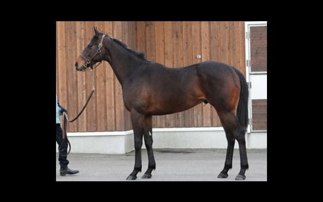 ロードカナロア初年度産駒、トゥザフロンティアは「距離も持ちそう」