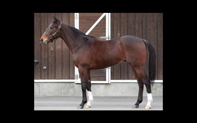 世界が注目する良血グレートウォリアーは、牧場での評価もグレート！