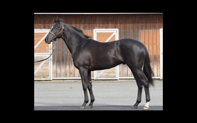 藤沢厩舎がダービー連覇の夢を託すフラットレーは「ムチャクチャいい」