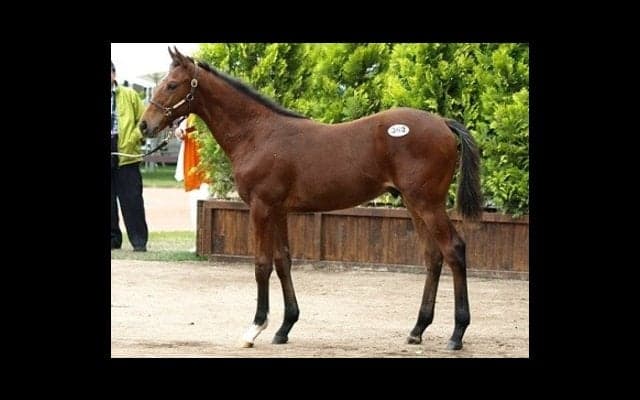 あのDMMが競馬を変えるか。キタサン全弟ほか、良血馬をまとめ買い