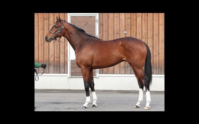 ＧＩ６勝の名馬モーリスの弟、ルーカスは「兄と同じような走りをする」