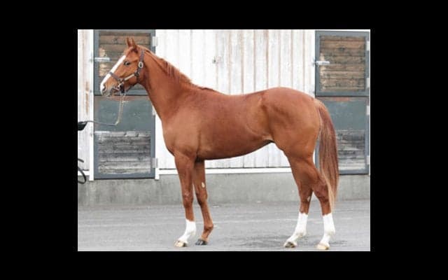 怪物オルフェ産駒の超期待馬、シンハラージャは「スピードが出すぎ」
