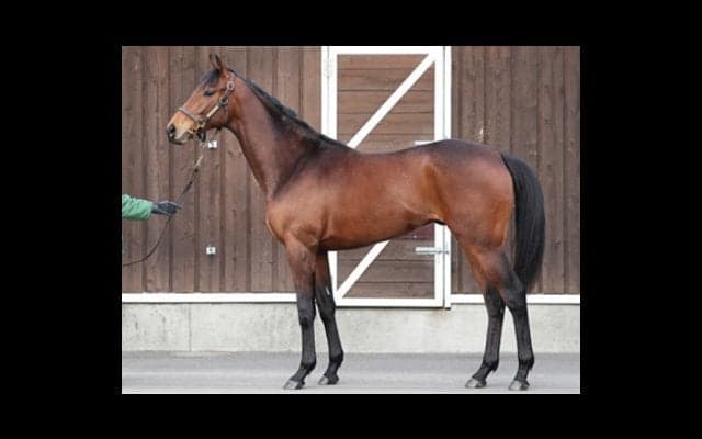 超名牝アゼリの子、シルヴァンシャーの資質に育成担当が「キターッ！」