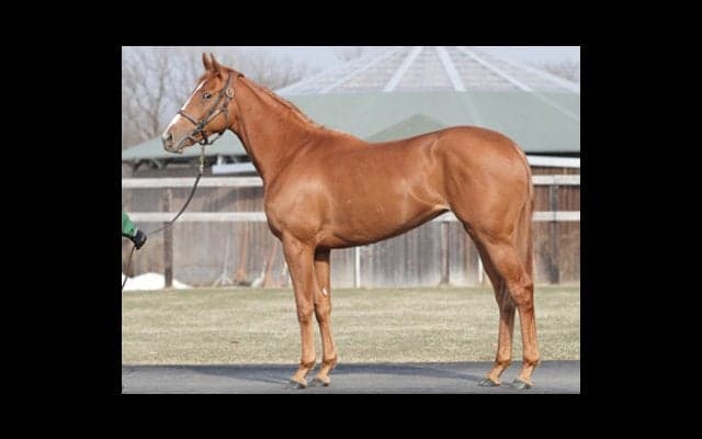 怪物オルフェに「そっくり」な妹、デルニエオールがまもなくデビュー