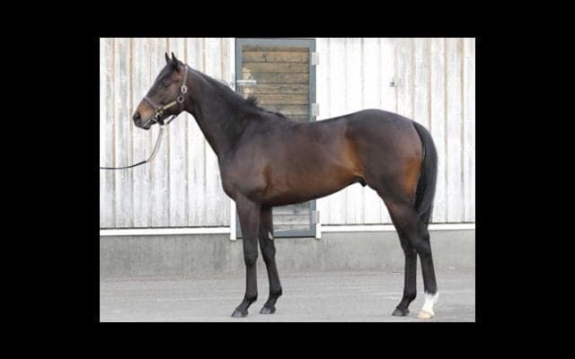 優れた馬格のトーセンブレイヴ。「僕が兄弟の出世頭に」と母に誓う