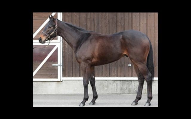 女帝のひ孫、アドマイヤキングは現役ジョッキーも「心臓がいい」と絶賛