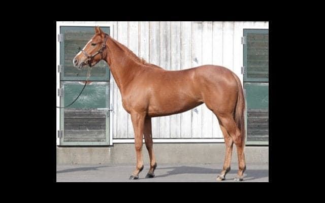 キューバ人も期待？　ソシアルクラブはあの女傑ブエナビスタの愛娘