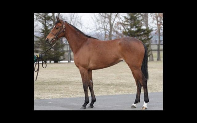 まもなくデビュー。サトノダイヤモンドの妹、マルケッサの前評判