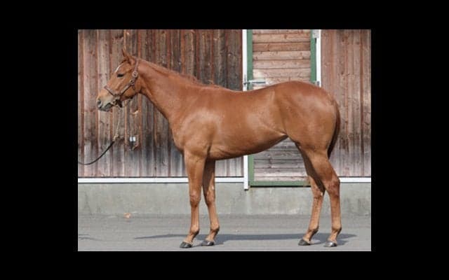 偉大なる姉ブエナビスタに続け。プリメラビスタはデビューへ視界良好