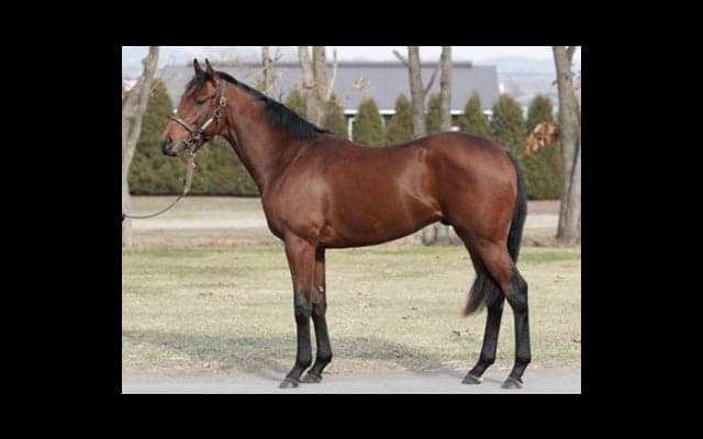 堀厩舎では「あり得ないくらい」絶賛。大器ブレステイキングは本物か