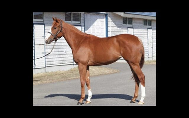 見た目も、性格も「怪物」にそっくり。やんちゃ娘シエラに膨らむ期待