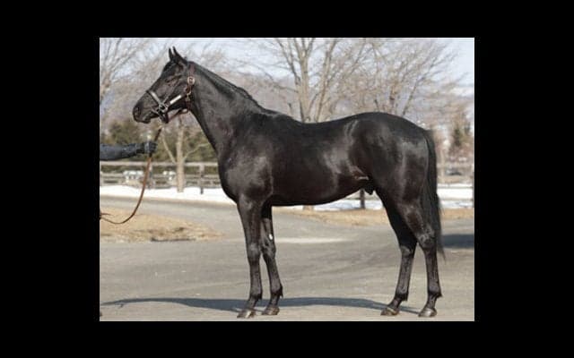 ステイ産駒のウムラオフは、ディープ産駒の兄と「特徴があべこべ」