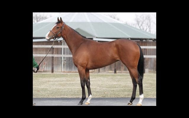 ダービー２着。スワーヴリチャードの妹、ルナステラはカイ食いがカギ