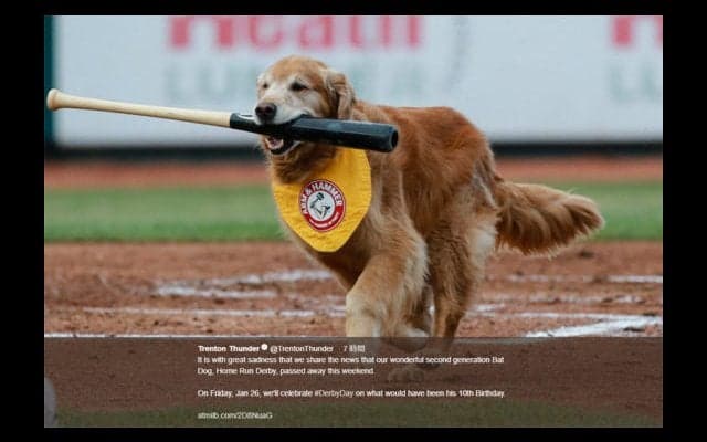 【MLB】米マイナーで人気博した“バット犬”急逝　球団GM「計り知れなく大きい存在」