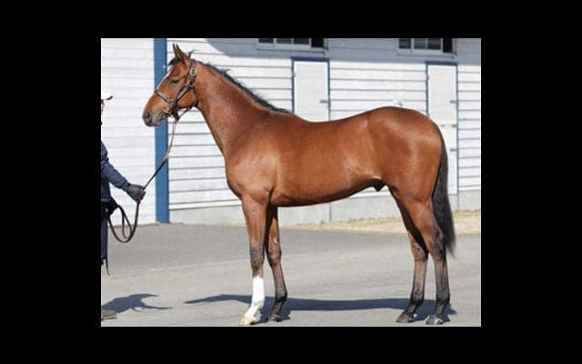 兄よ姉よ、見ててくれ。タンタフエルサは着実にクラシックの夢を追う