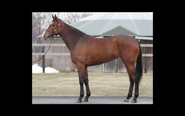 いま話題の角居厩舎が大切に育てる、リンフォルツァンドは繁栄の一族