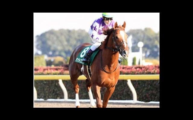 フェブラリーＳなら信頼のゴールドアリュール産駒。中でも狙い目は？