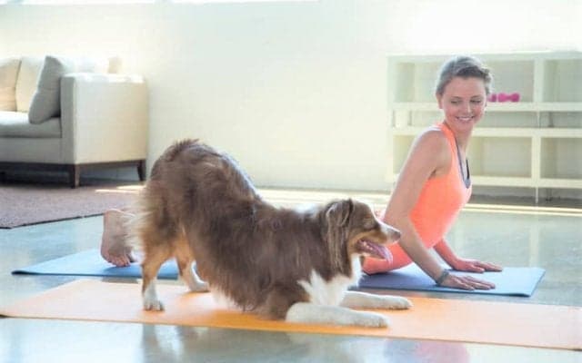 愛犬と一緒にヨガを楽しむ「DOG YOGA（ドッグヨガ）」！リラックス効果がぐんと高まるかも #dogyoga