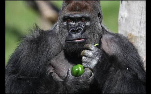 【使用法】大谷翔平はフルゴリラ…？「今年の流行語大賞狙えそう」との声も