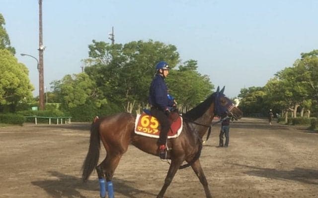 【オークス】マウレア 手塚師「やるからには一泡吹かせたい」