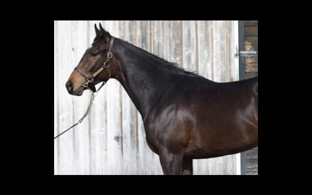 気鋭の種牡馬×名牝シーザリオ。サートゥルナーリアは、すごい評判！