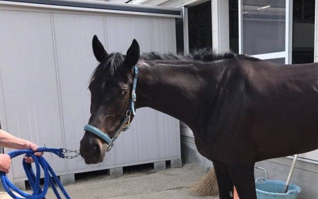 【京都4R/3歳未勝利】吉村師「中京戦で使えれば…」フォルシュナイト12着でよもやの惨敗