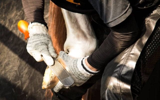 西内荘/装蹄の感触が良かった馬【5/26土曜版】