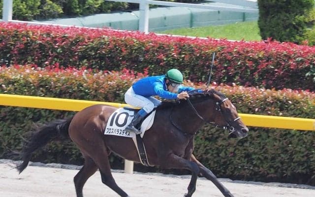 【東京5R/3歳500万下】プロスパラスデイズが新馬以来の2勝目