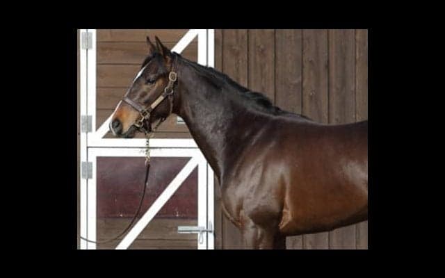 大魔神が夢を託すヴィルシーナの初子ブラヴァスは「べらぼうにいい」