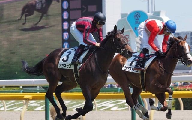 【東京6R/2歳新馬】圧倒的人気アカネサス快勝もヒヤヒヤのデビュー戦