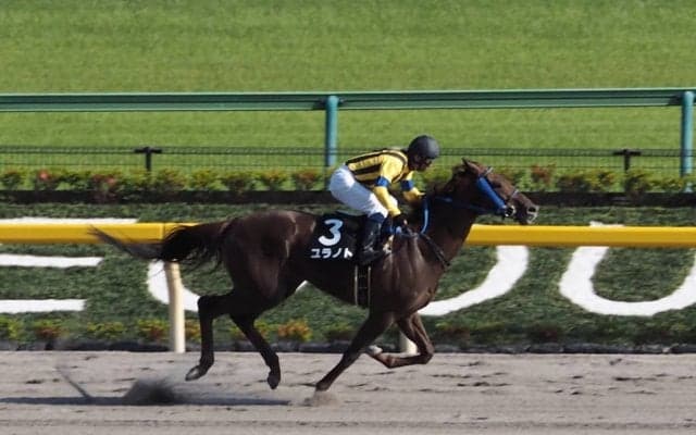 【東京11R/麦秋S】ユラノトが人気に応える！