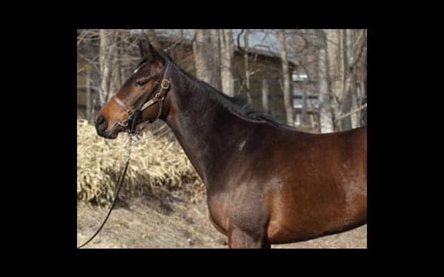 ミディオーサは動きがピカイチ。「気性難」に悩む姉よりも期待できる