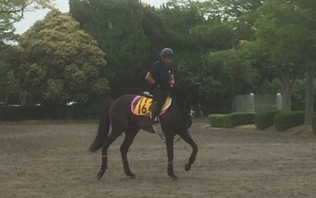 【エプソムC】ダイワギャグニー 全5勝東京の府中巧者