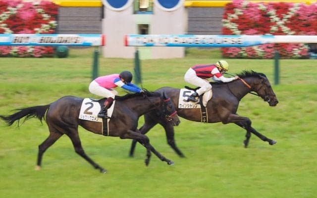 【東京8R/3歳上500万下】ウインシトリン快勝！欽ちゃん所有、ジョブックコメンは2着
