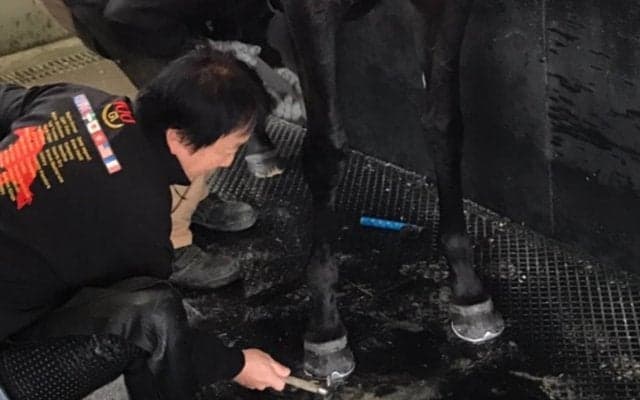 西内荘/装蹄の感触が良かった馬【6/16土曜版】