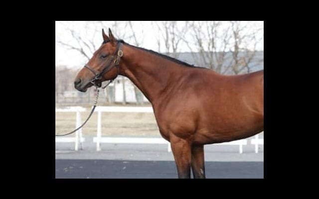 ２億5000万円のダノンチェイサーは、お値段通り「ガツガツ走る」