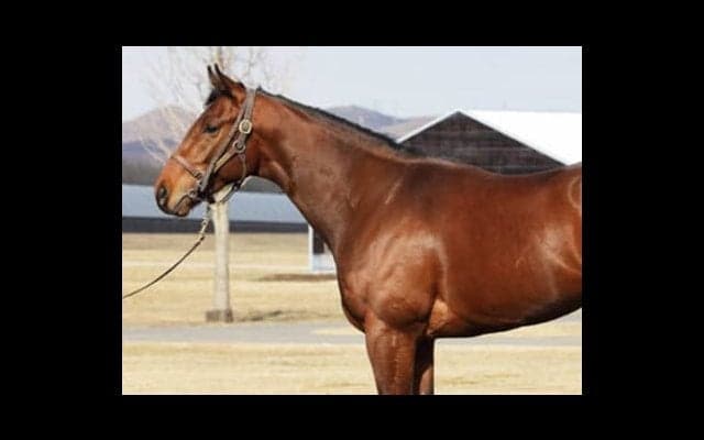 ダービー馬レイデオロの弟、ソルドラードは「兄よりプラス」な面がある