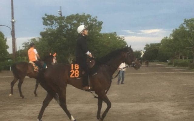 【ラジオNIKKEI賞】フィエールマン 無傷の2連勝 母はフランスの良血馬