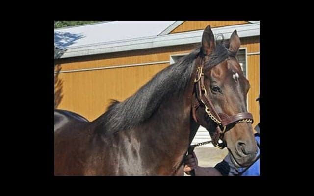 飛び交う札束で、もう大変。今夏セレクトセールの注目馬を総チェック