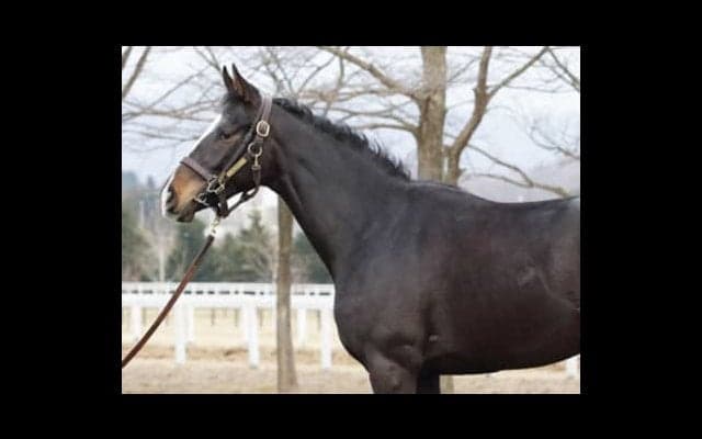 デビューが待ち遠しい！　超良血・シェーングランツに世界中から熱視線