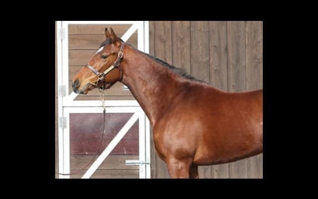 ワグネリアンに続け！　世代の「エース」プランドラーは走りも気性も◎