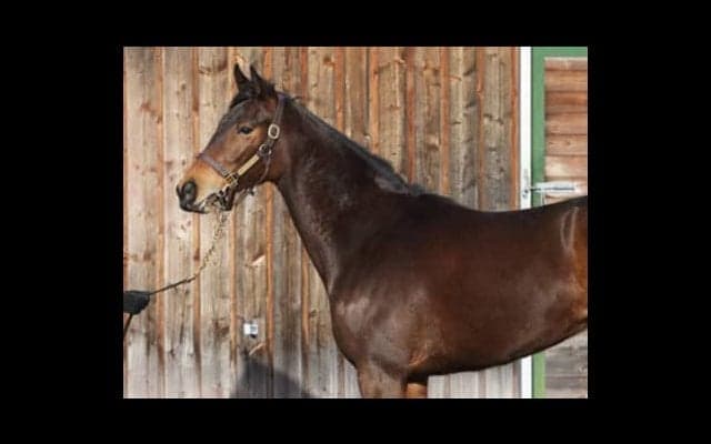 偉大な母にハズレなし。順調すぎるレーヴドカナロアは兄姉を越える